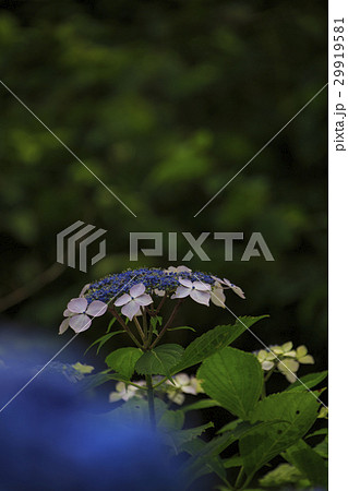 額紫陽花 額紫陽花 29919581