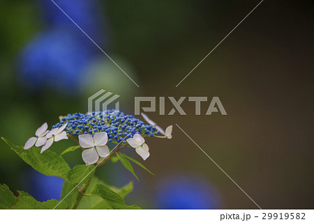 額紫陽花 額紫陽花 29919582