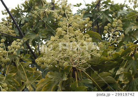 ヤツデの実 29919742