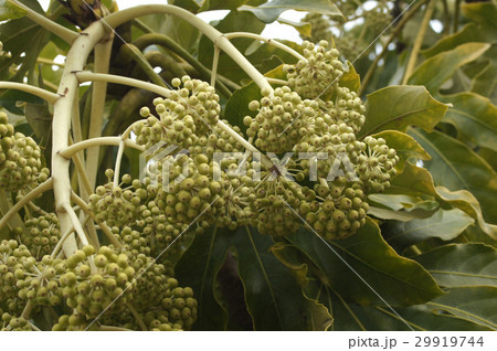 ヤツデの実 29919744