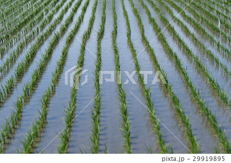 田んぼ 29919895