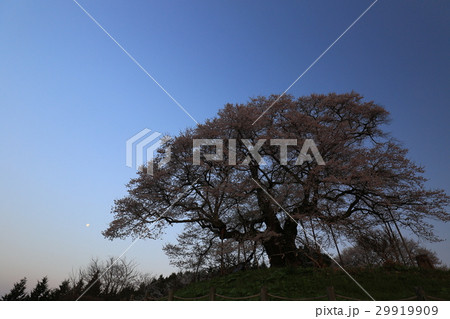 醍醐桜673 29919909