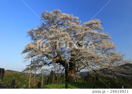 醍醐桜700 醍醐桜700 29919921