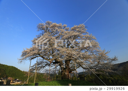 醍醐桜712 29919926