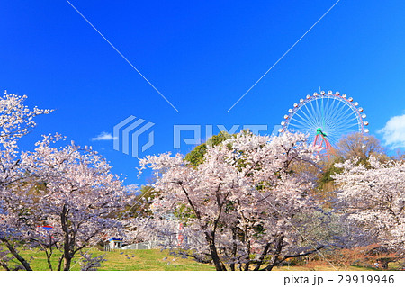満開のさがみ湖桜まつり 29919946