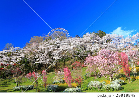 満開のさがみ湖桜まつり 29919948