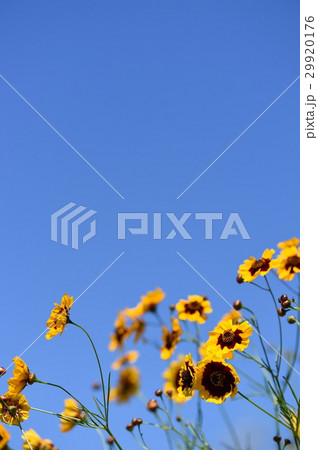 花 花 29920176