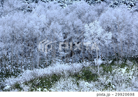 冬の志賀高原 29920698