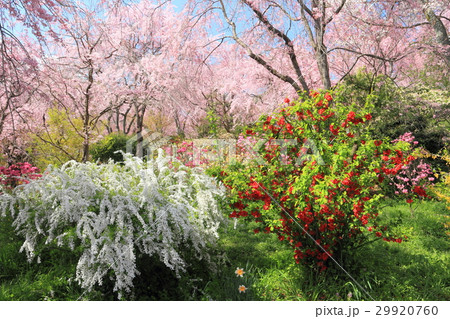 京都　原谷苑 29920760