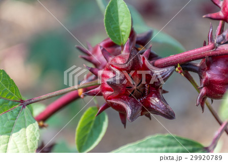 Roselle (plant) or Hibiscus sabdariffa 29920789