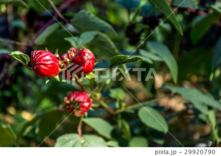 Roselle (plant) or Hibiscus sabdariffa Roselle (plant) or Hibiscus sabdariffa 29920790