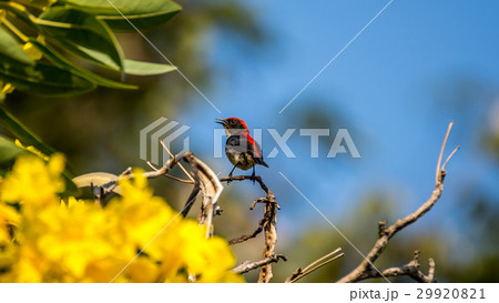 Bird (Scarlet-backed Flowerpecker) on a tree 29920821