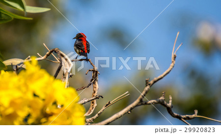 Bird (Scarlet-backed Flowerpecker) on a tree 29920823