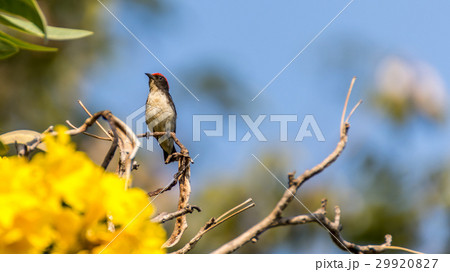 Bird (Scarlet-backed Flowerpecker) on a tree Bird (Scarlet-backed Flowerpecker) on a tree 29920827