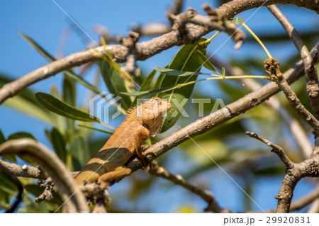 Lizard (Oriental garden lizard) on a tree Lizard (Oriental garden lizard) on a tree 29920831