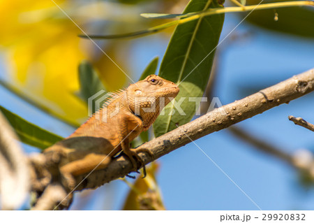 Lizard (Oriental garden lizard) on a tree Lizard (Oriental garden lizard) on a tree 29920832