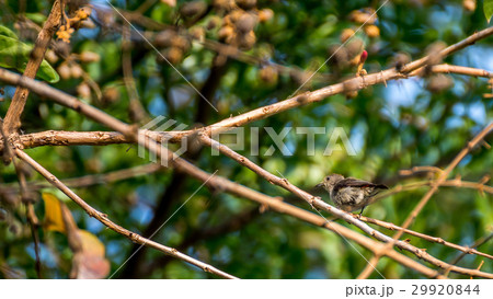 Bird (Scarlet-backed Flowerpecker) on a tree Bird (Scarlet-backed Flowerpecker) on a tree 29920844