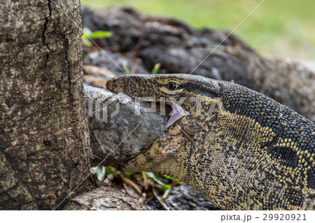 Lizard (Water monitor) is large lizard eating fish Lizard (Water monitor) is large lizard eating fish 29920921