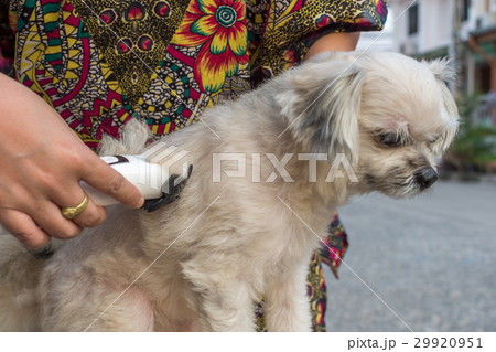 Grooming and haircut dog fur by human with clipper Grooming and haircut dog fur by human with clipper 29920951