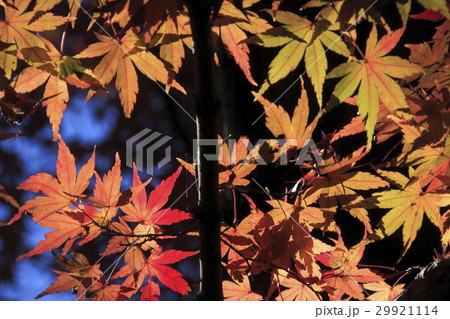 秋イメージ写真(Autumn) 0