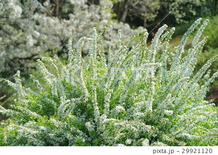 ユキヤナギ ユキヤナギ 29921120