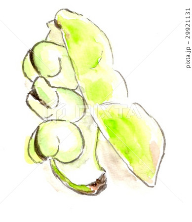 ソラマメ 29921131