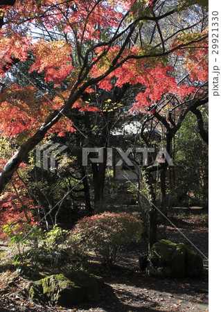 小山市 紅葉の天翁院にて 小山市 紅葉の天翁院にて 29921330