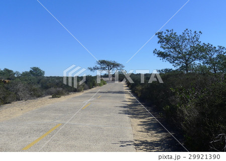 トーリー・パインズの旧国道 トーリー・パインズの旧国道 29921390