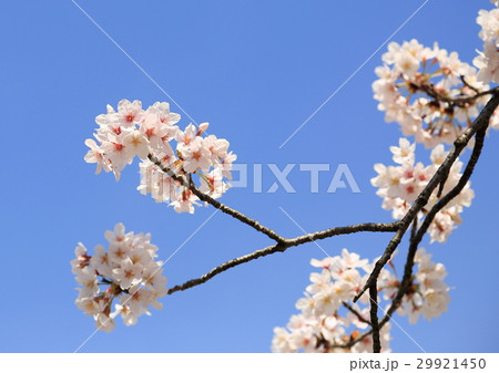 桜と青空 29921450