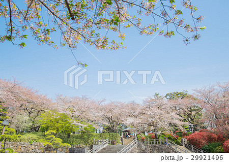 飛鳥山公園・王子 29921496