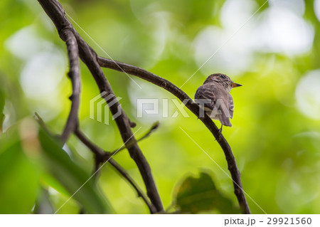 Bird (Asian brown flycatcher) on a tree 29921560