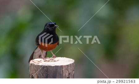 Bird (White-rumped shama) on a tree 29921563
