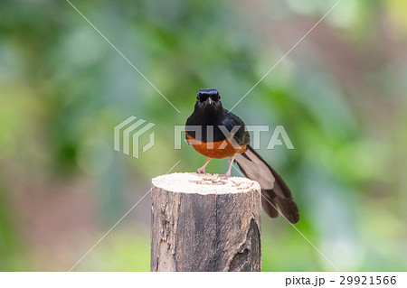 Bird (White-rumped shama) on a tree 29921566
