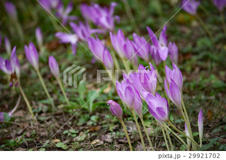 コルチカム 29921702