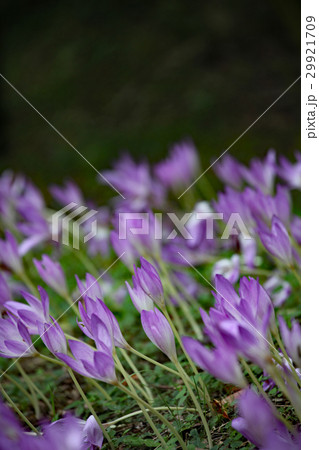 コルチカム 29921709