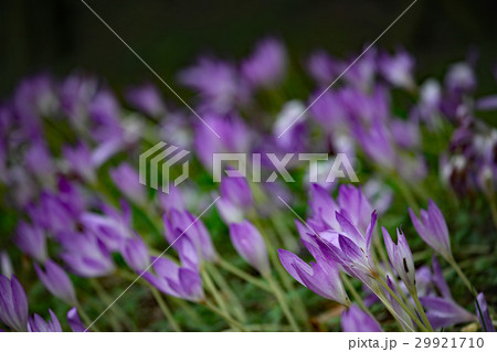 コルチカム 29921710