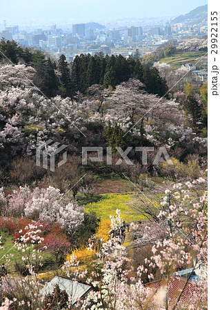 花見山公園 29922155