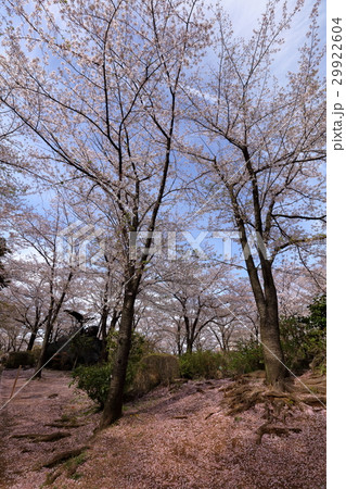 川口西公園の桜 29922604
