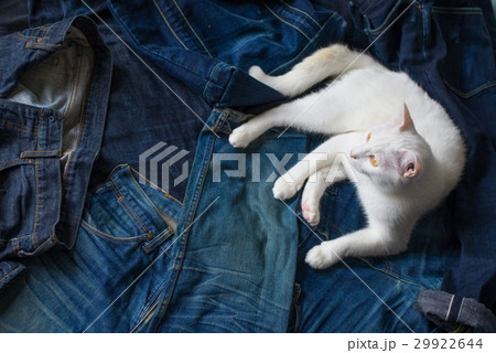 selvedge denim and cat 29922644