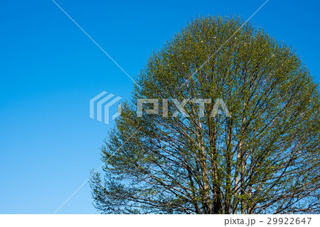 大空　姫こぶし新緑　埼玉県北本桜公園　 29922647