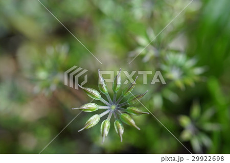岩手の山野草 29922698