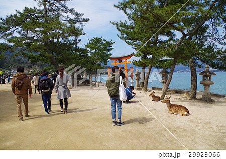 宮島の観光地とシカ 宮島の観光地とシカ 29923066