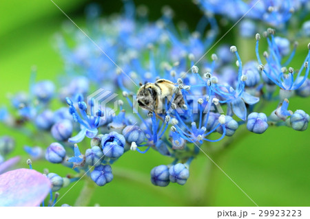蜂とあじさい　マクロ世界 29923223
