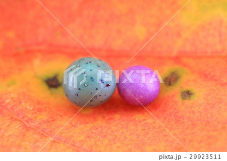 秋の木の実　ノブドウ　コムラサキ　柿の葉 29923511