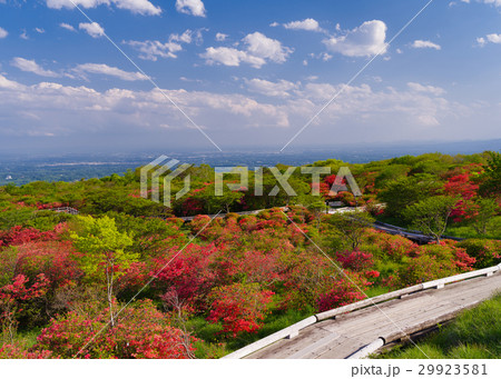 那須八幡のツツジ群落 29923581