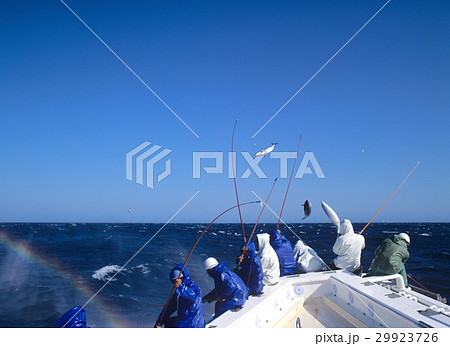 カツオ一本釣り漁　太平洋 29923726
