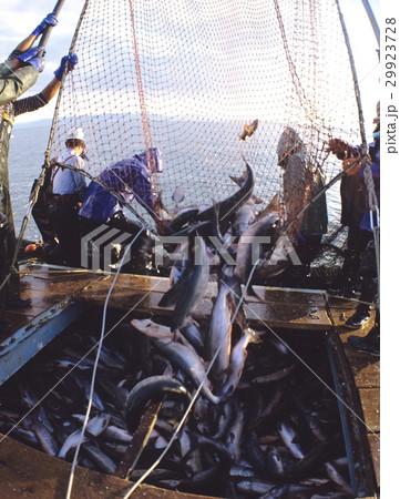 サケ漁　北海道 29923728