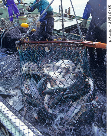 サケ漁　北海道 29923730