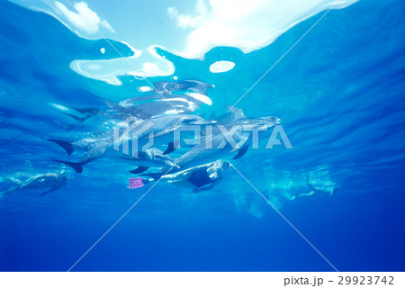 イルカとダイバー 29923742