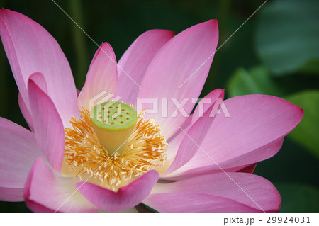 蓮の花 蓮の花 29924031